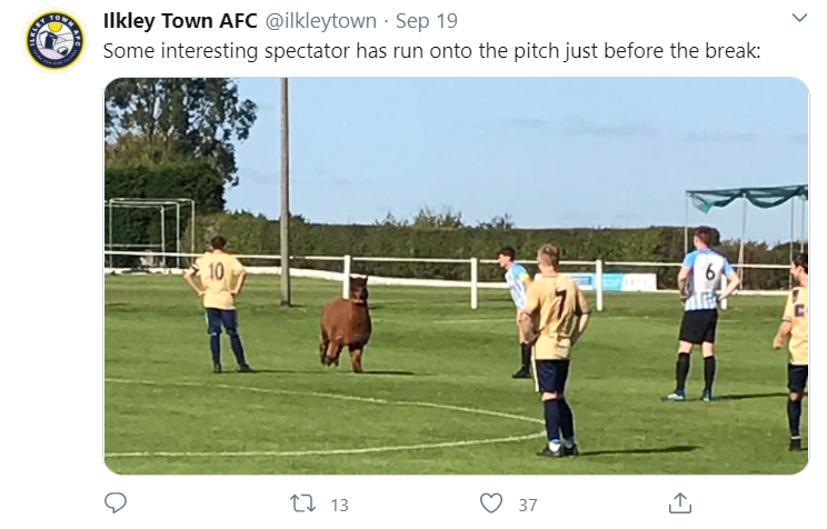 Ilkley Town AFC players looking at an Alpaca on the pitch